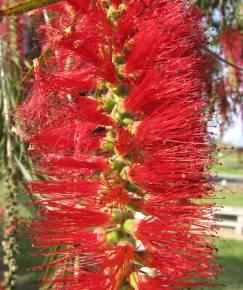 Fotografia da espécie Callistemon viminalis