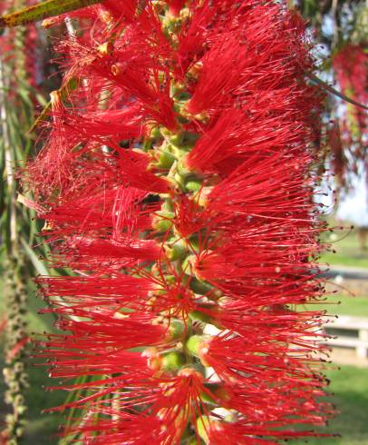 Fotografia de capa Callistemon viminalis - do Jardim Botânico