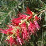 Fotografia 12 da espécie Callistemon viminalis do Jardim Botânico UTAD