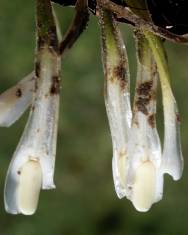 Fotografia da espécie Isoetes histrix