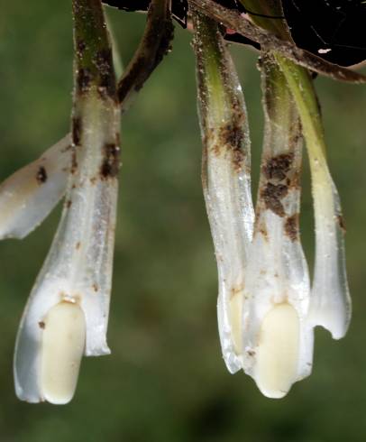 Fotografia de capa Isoetes histrix - do Jardim Botânico