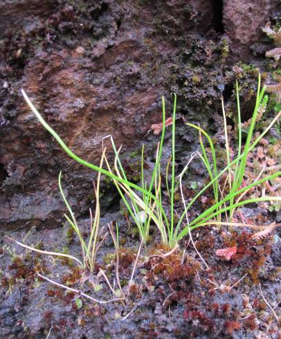 Fotografia de capa Isoetes durieui - do Jardim Botânico