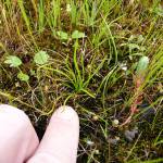 Fotografia 9 da espécie Isoetes durieui do Jardim Botânico UTAD