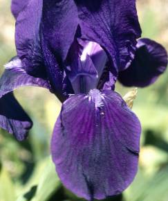 Fotografia da espécie Iris subbiflora