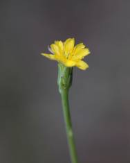 Fotografia da espécie Hypochaeris glabra