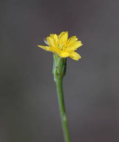 Fotografia da espécie Hypochaeris glabra