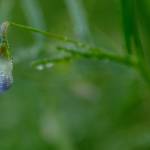 Fotografia 10 da espécie Vicia tetrasperma do Jardim Botânico UTAD