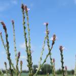 Fotografia 6 da espécie Verbena officinalis do Jardim Botânico UTAD