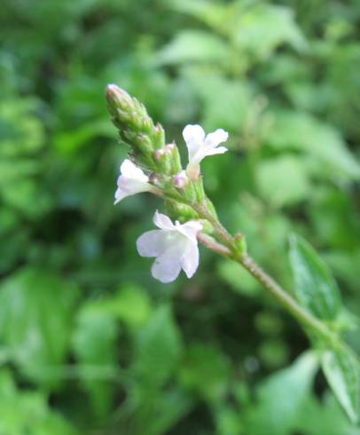 Fotografia de capa Verbena officinalis - do Jardim Botânico