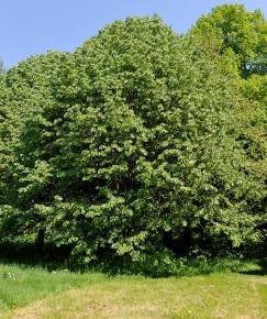 Fotografia da espécie Tilia tomentosa