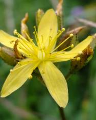 Fotografia da espécie Hypericum montanum