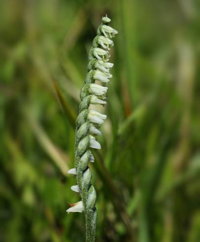 Fotografia de capa Spiranthes spiralis - do Jardim Botânico