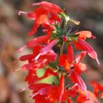 Fotografia 5 da espécie Salvia coccinea do Jardim Botânico UTAD