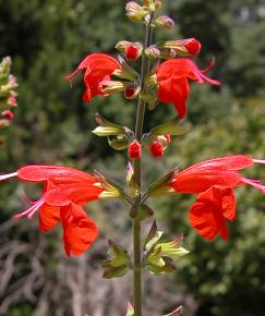 Fotografia da espécie Salvia coccinea