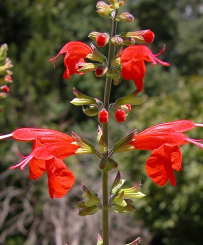 Fotografia de capa Salvia coccinea - do Jardim Botânico