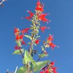 Fotografia 11 da espécie Salvia coccinea do Jardim Botânico UTAD