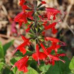 Fotografia 14 da espécie Salvia coccinea do Jardim Botânico UTAD