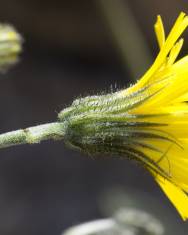 Fotografia da espécie Hieracium glaucinum