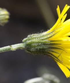 Fotografia da espécie Hieracium glaucinum