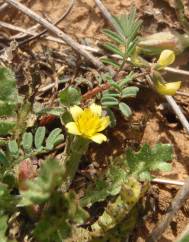 Hyoseris scabra