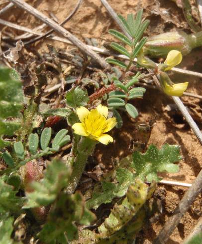 Fotografia de capa Hyoseris scabra - do Jardim Botânico