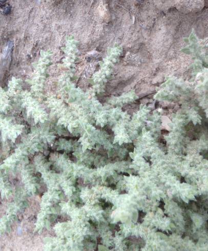 Fotografia de capa Herniaria cinerea - do Jardim Botânico