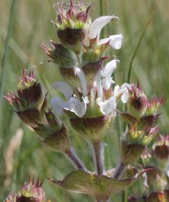 Fotografia da espécie Salvia aethiopis