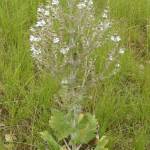 Fotografia 17 da espécie Salvia aethiopis do Jardim Botânico UTAD