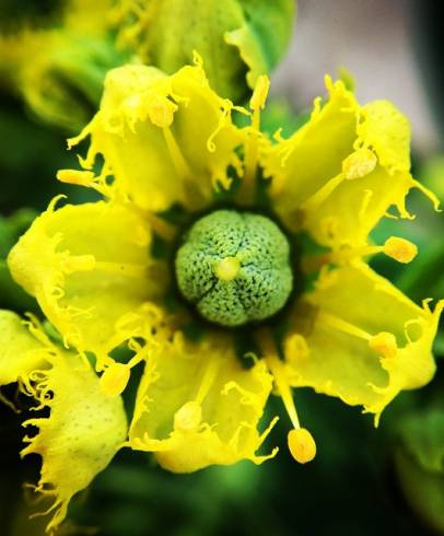 Fotografia de capa Ruta graveolens - do Jardim Botânico