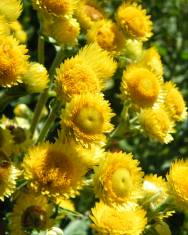 Fotografia da espécie Helichrysum foetidum