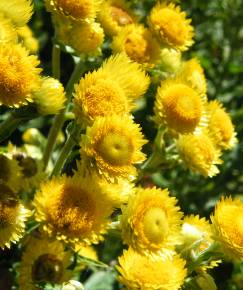 Fotografia da espécie Helichrysum foetidum