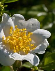 Rosa sempervirens