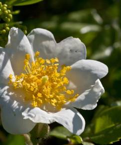 Fotografia da espécie Rosa sempervirens