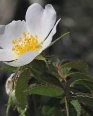 Fotografia da espécie Rosa agrestis