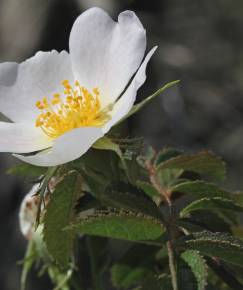 Fotografia da espécie Rosa agrestis