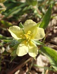 Helianthemum ledifolium