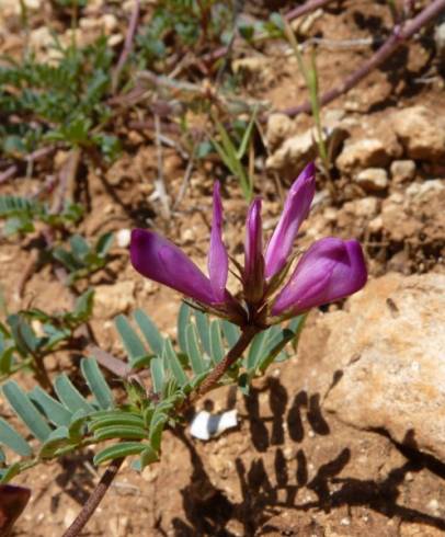 Fotografia de capa Hedysarum glomeratum - do Jardim Botânico