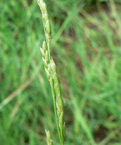 Fotografia da espécie Glyceria declinata