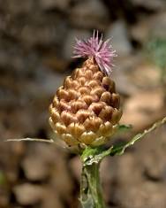 Fotografia da espécie Rhaponticum coniferum