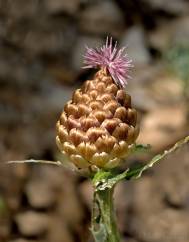 Rhaponticum coniferum