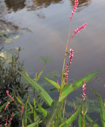 Fotografia de capa Polygonum minus - do Jardim Botânico