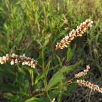 Fotografia 6 da espécie Polygonum lapathifolium do Jardim Botânico UTAD