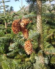 Fotografia da espécie Picea sitchensis