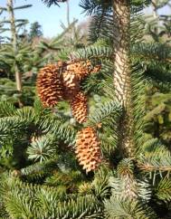 Picea sitchensis