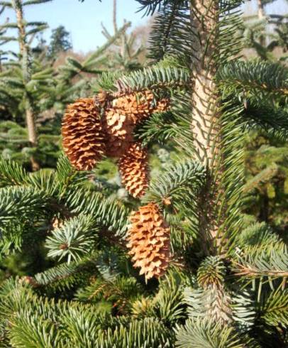 Fotografia de capa Picea sitchensis - do Jardim Botânico