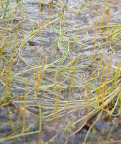 Fotografia da espécie Pilularia globulifera