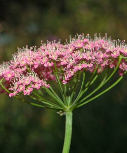 Fotografia de capa Pimpinella major - do Jardim Botânico