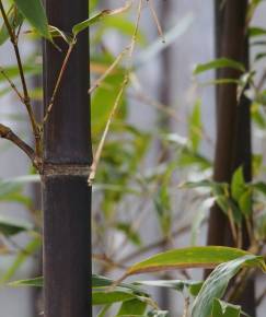 Fotografia da espécie Phyllostachys nigra