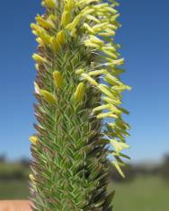 Fotografia da espécie Phalaris aquatica