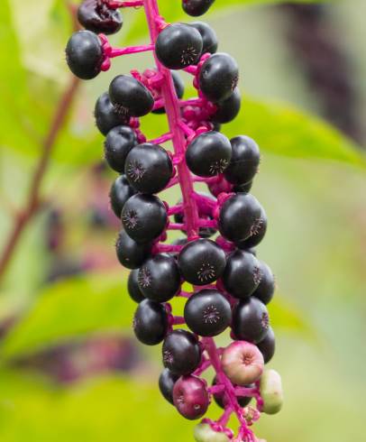 Fotografia de capa Phytolacca americana - do Jardim Botânico